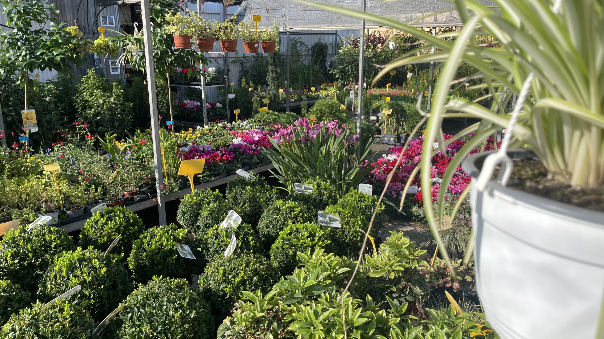 Foto de la tienda de Rapiplant donde se puede observar distintas Plantas flores